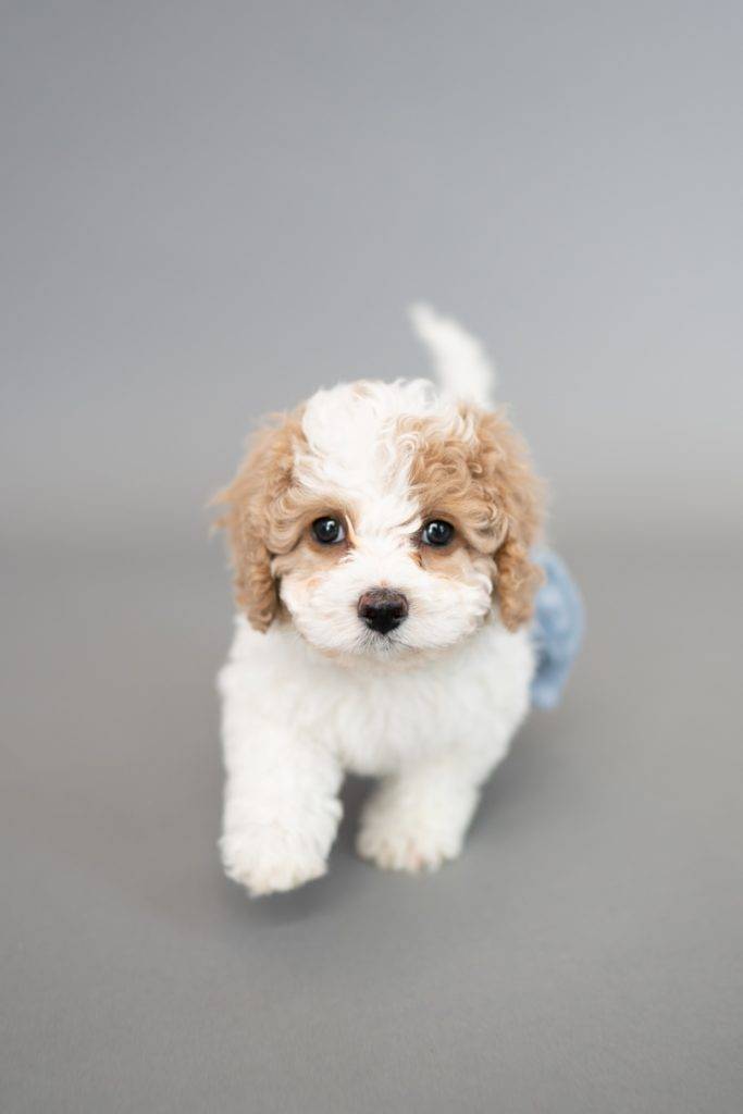 How to Raise a Confident Dog: 7 Tips for Building Your Puppy's Self-Esteem 6 How to Raise a Confident Dog