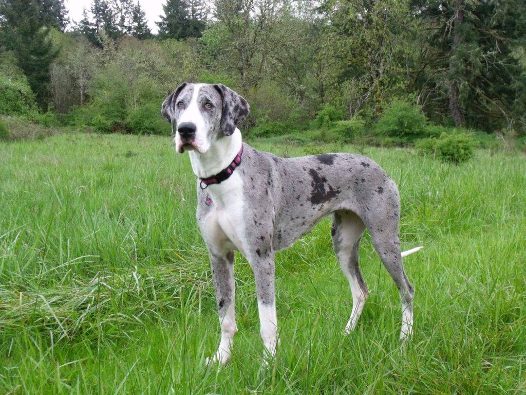 Adopting a Great Dane