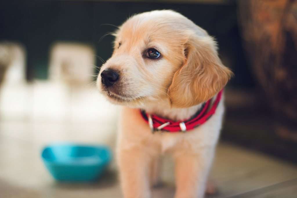 How to Teach a Puppy to Sit