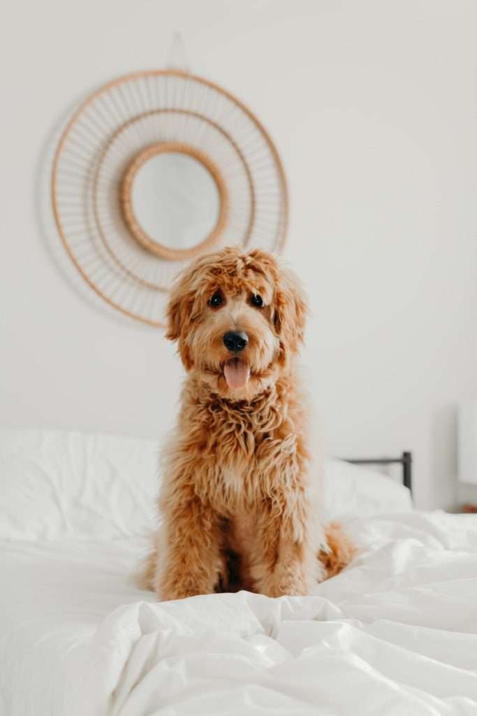 Introducing a Puppy to an Older Dog: Tips for a Successful Transition 12 Introducing a Puppy to an Older Dog