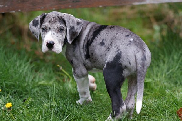 GREAT DANE PICTURES