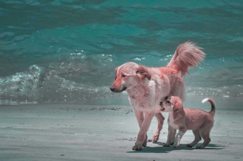 Introducing a Puppy to an Older Dog: Tips for a Successful Transition 16 Introducing a Puppy to an Older Dog