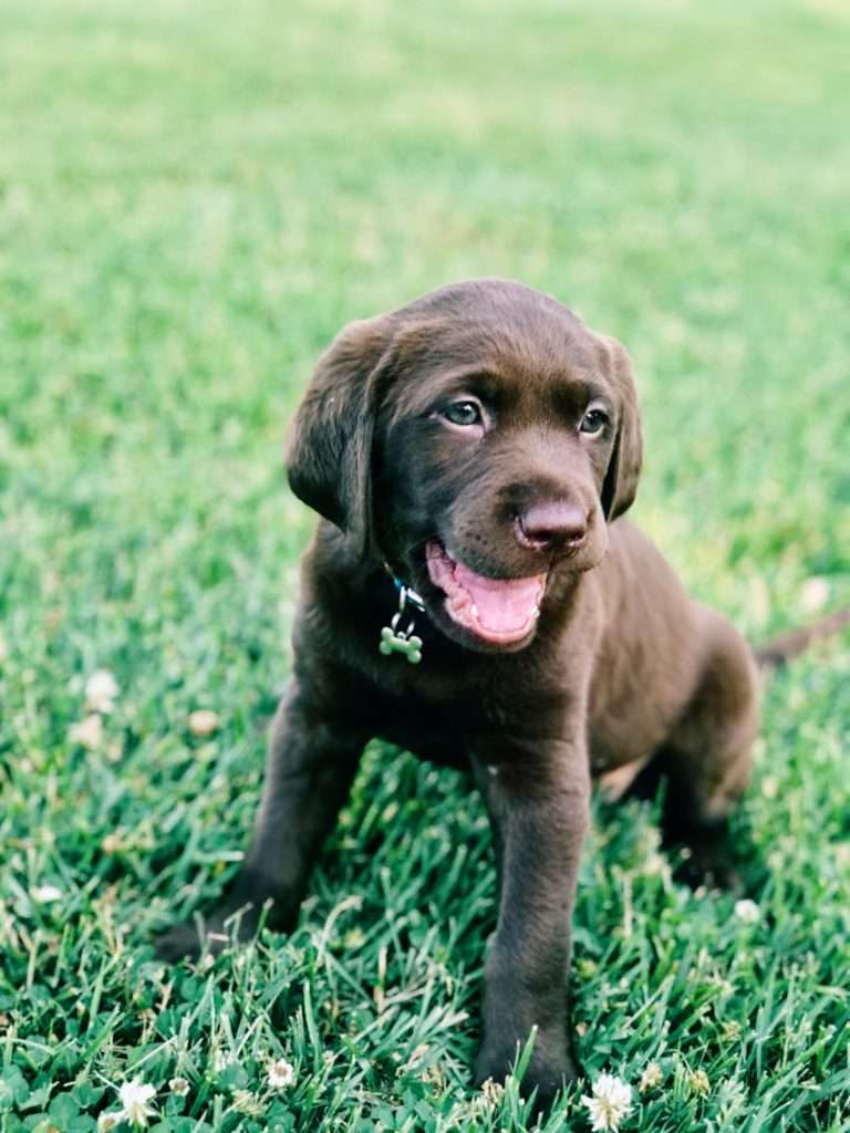 Introducing a Puppy to an Older Dog