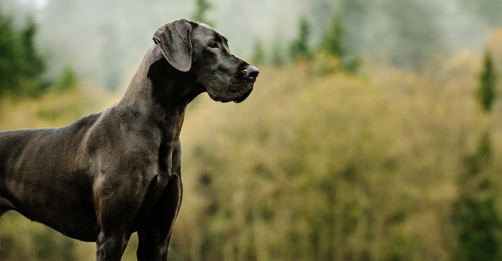 great dane