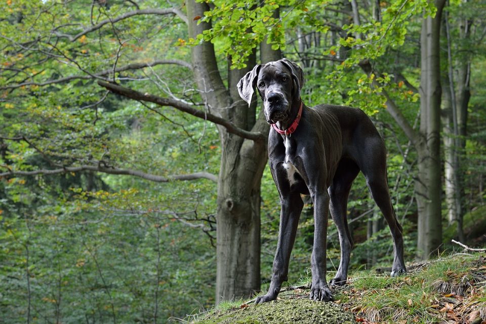 Great Dane Personality