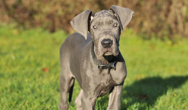Potty Training Great Dane Puppies 2 Potty Training Great Dane
