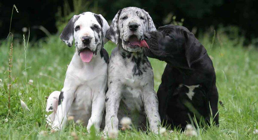 Adopting a Great Dane