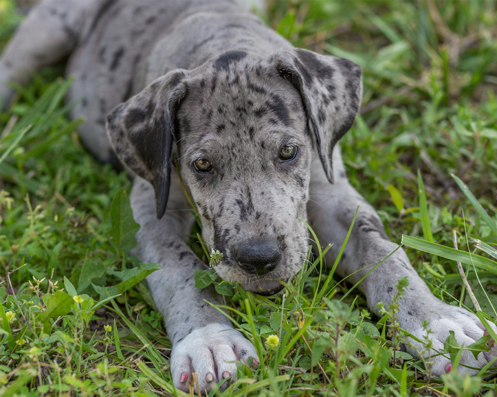 Great Dane Personality