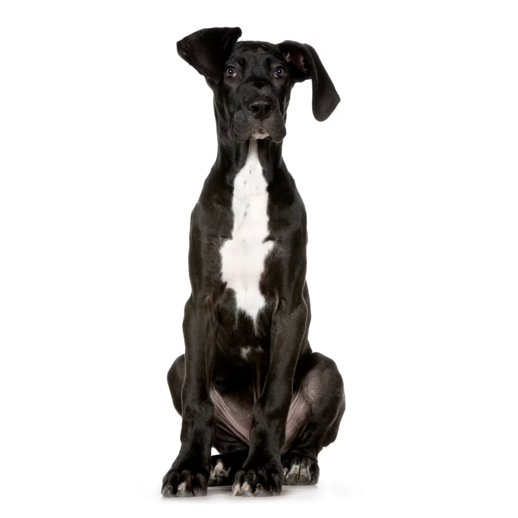 great dane puppy portrait isolated 191971 452