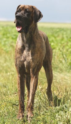 Great Dane Personality