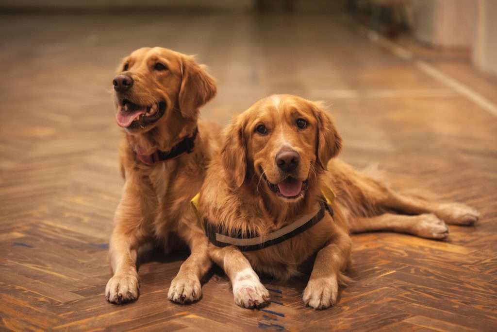 Introducing a Puppy to an Older Dog: Tips for a Successful Transition 31 Introducing a Puppy to an Older Dog