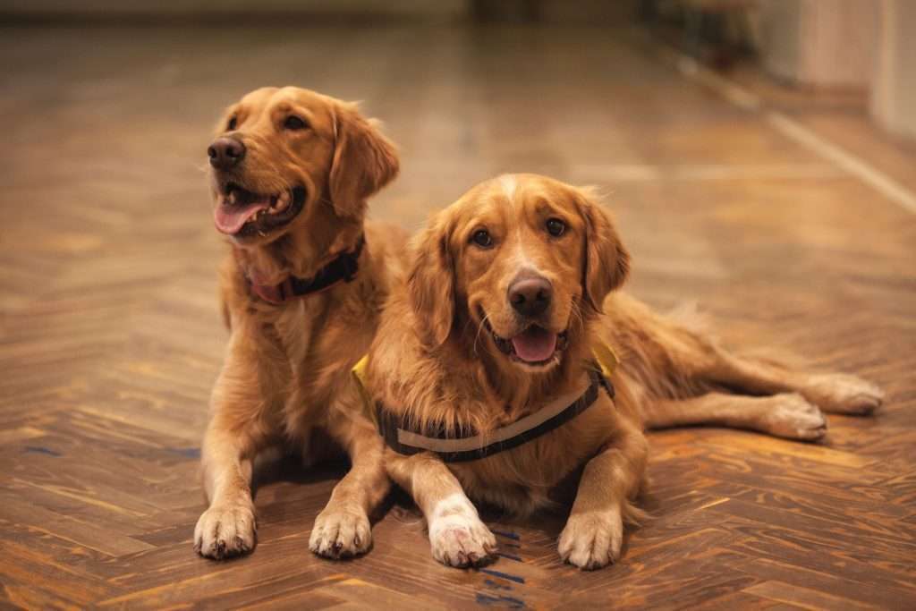 Introducing a Puppy to an Older Dog