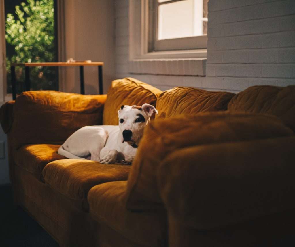 Enrichment For Dogs - 10 Ideas to Keep Your Dog Happy 16 Enrichment For Dogs