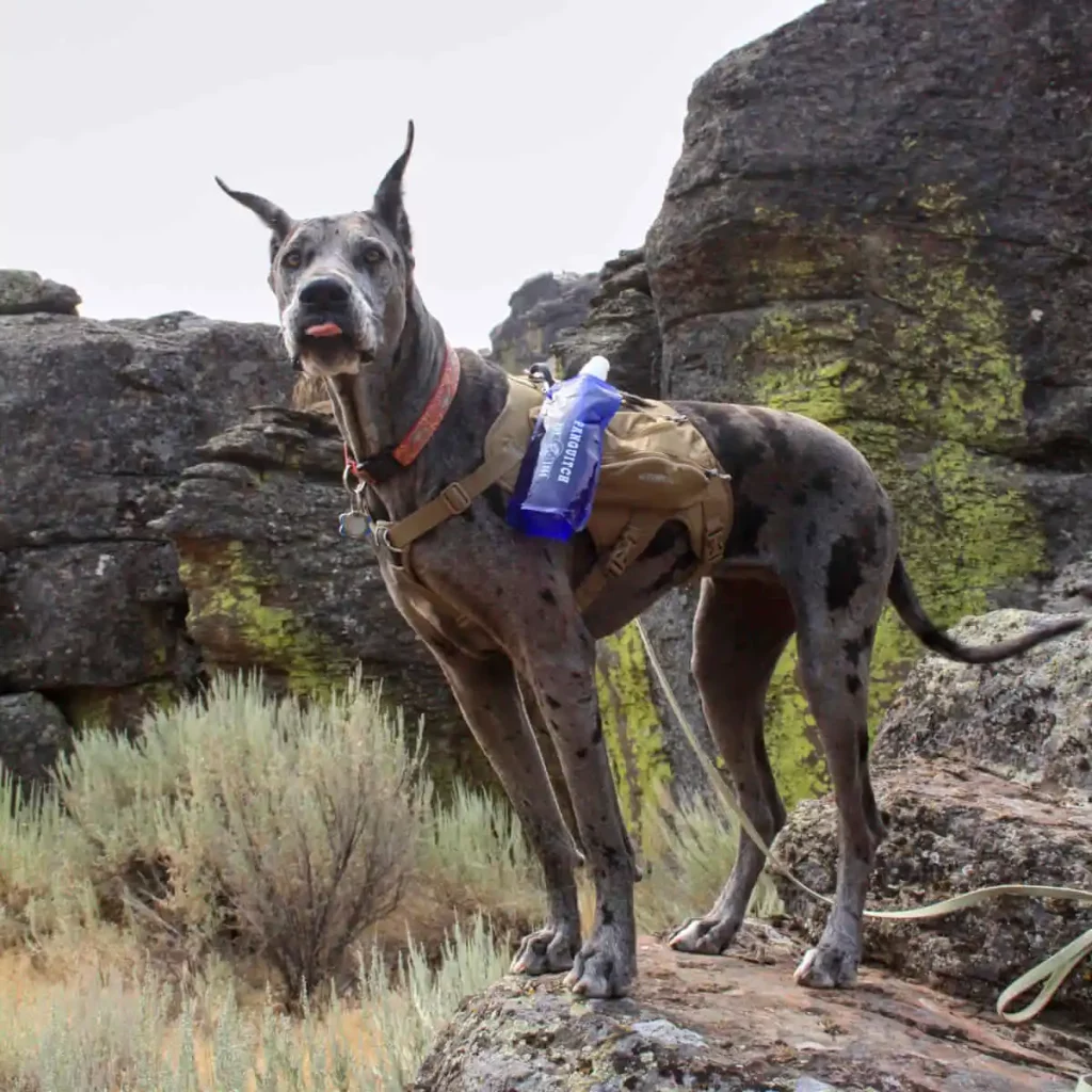 Hiking with a Great Dane