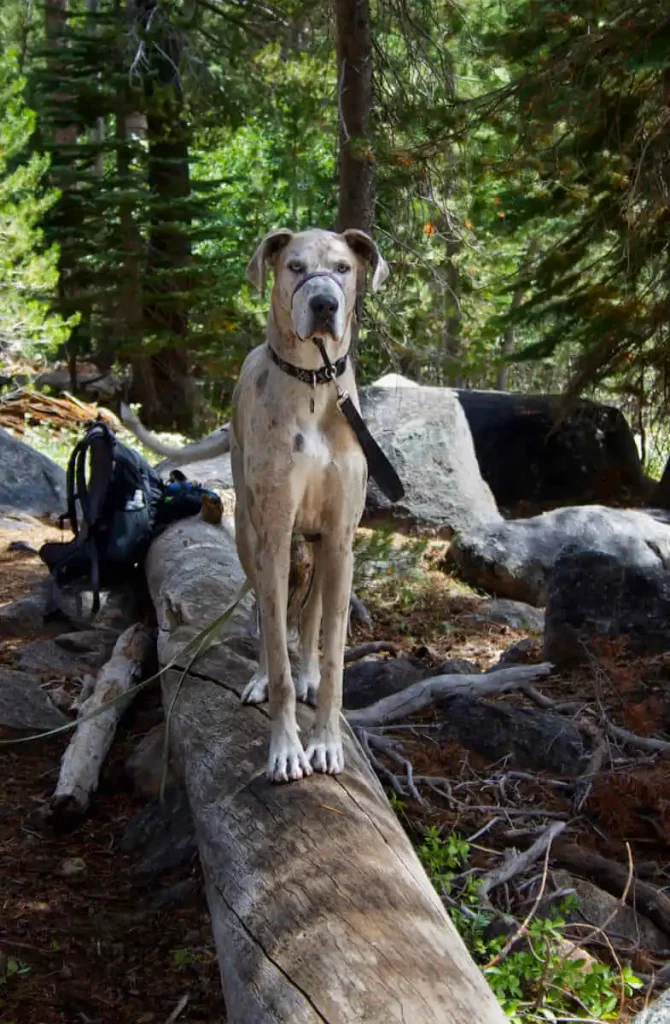 Hiking with a Great Dane