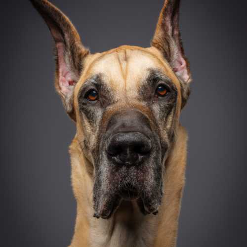 Male vs. Female Great Dane