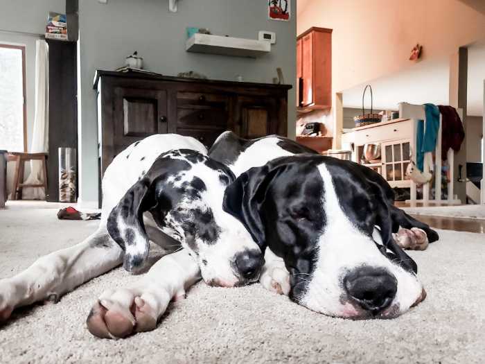 Dog Bloat and Torsion: Is a Dog Stomach Flip Deadly? 2 Dog Stomach Flip