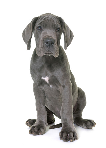 Enlarged Heart: Dilated Cardiomyopathy in Dogs 11 Dilated Cardiomyopathy in Dogs