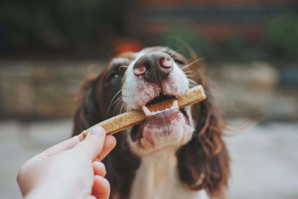 Enrichment For Dogs