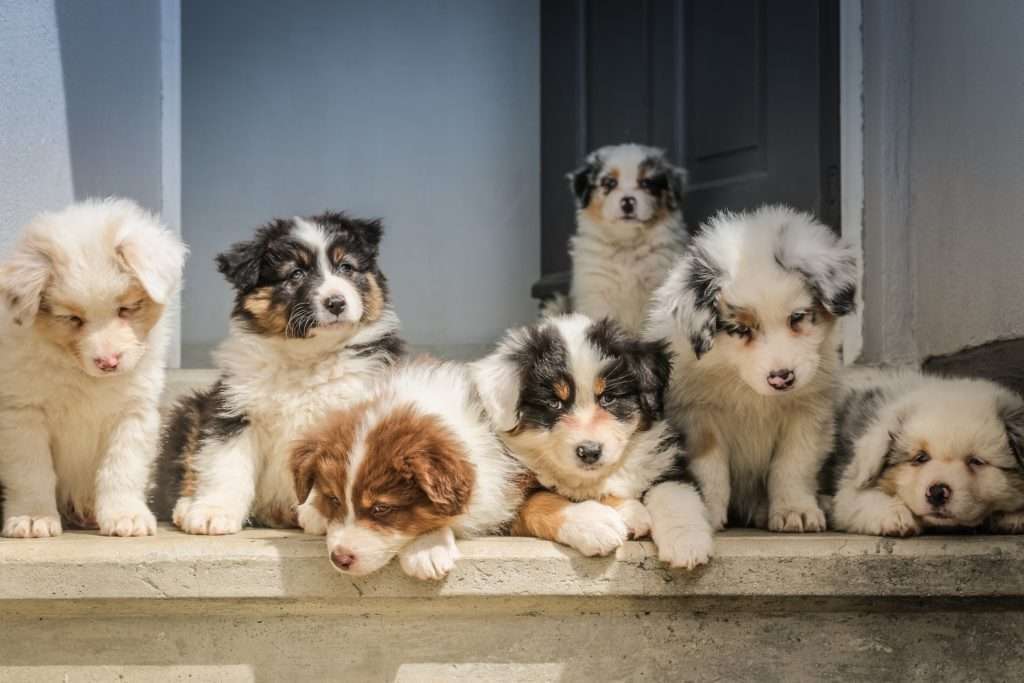 Enrichment For Dogs