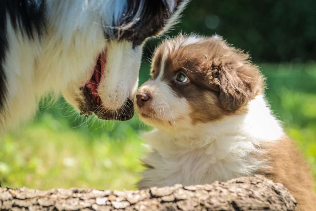 Introducing a Puppy to an Older Dog