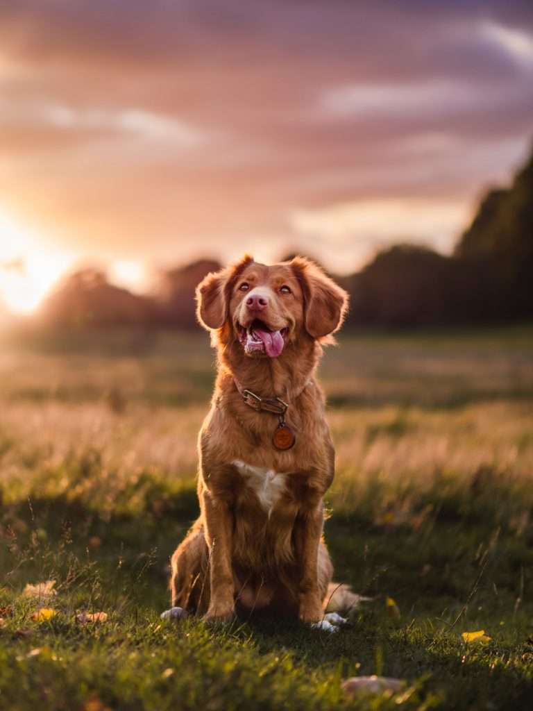 How to Teach a Puppy to Sit 10 How to Teach a Puppy to Sit