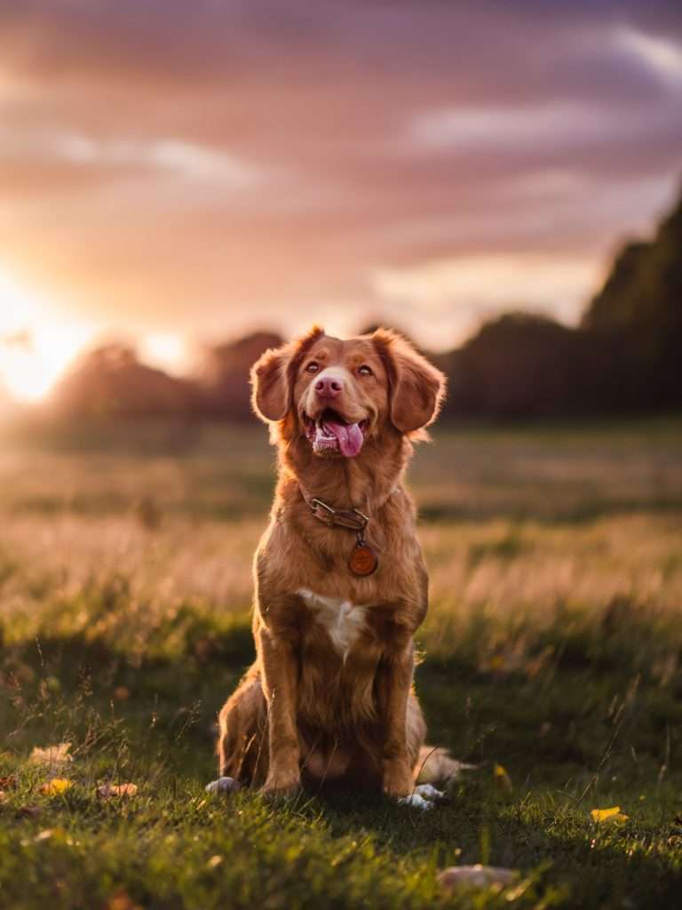 How to Teach a Puppy to Sit