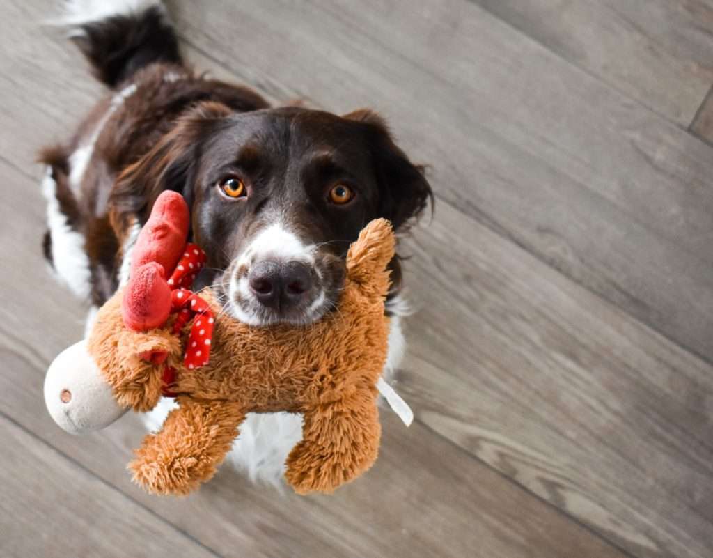 Enrichment For Dogs