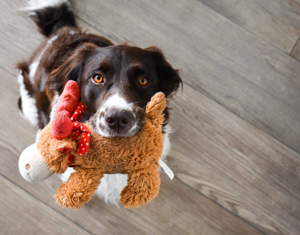 Bloat in Dogs: The Awful Truth We Need to Know 9 bloat in dogs