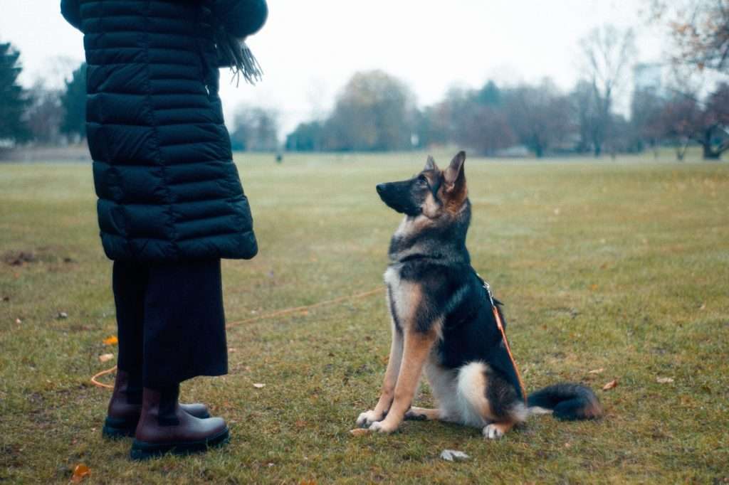 How to Teach a Puppy to Sit 35 How to Teach a Puppy to Sit