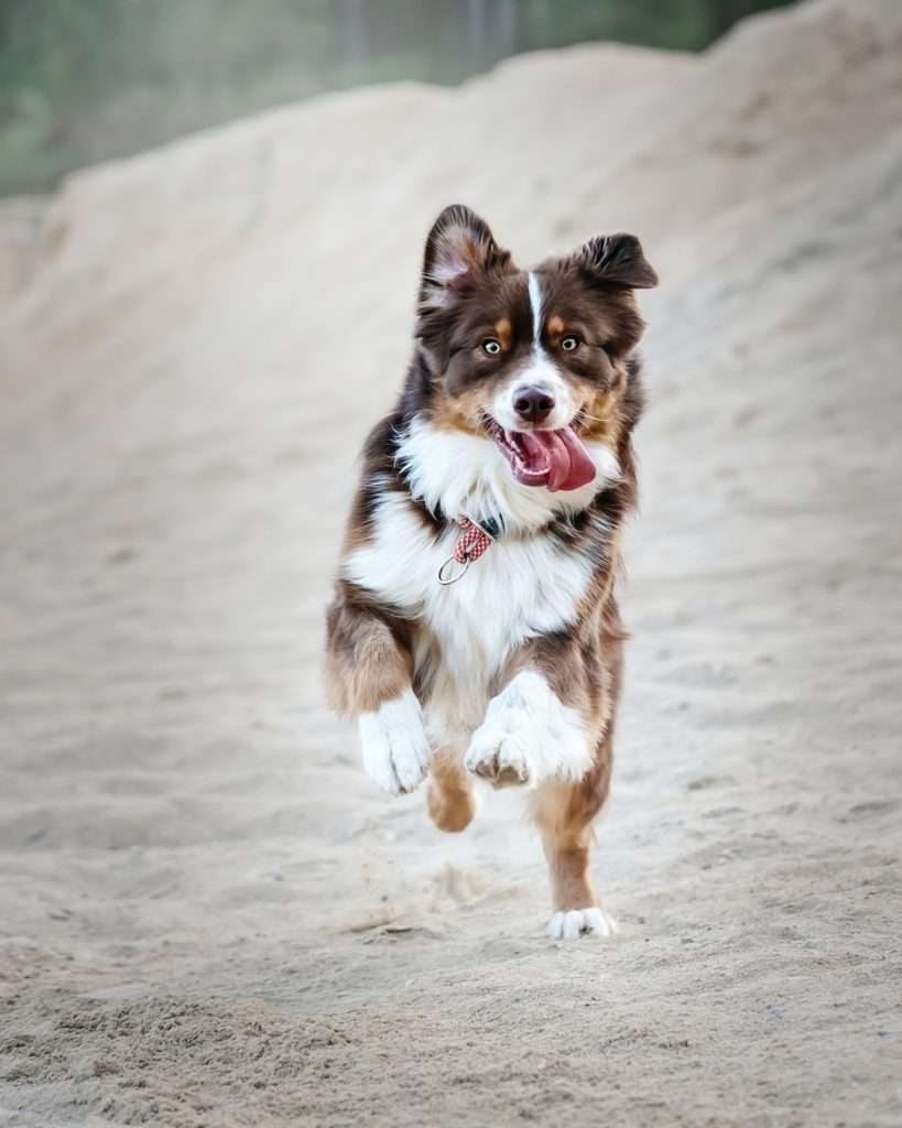 Enrichment For Dogs