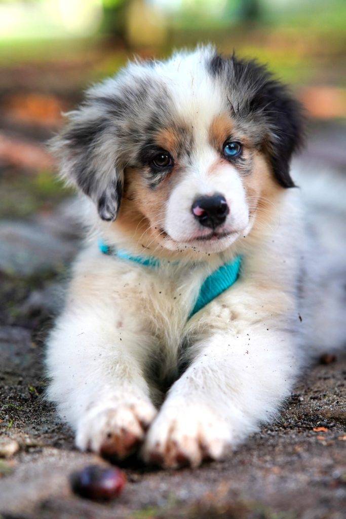 Bloat in Dogs: The Awful Truth We Need to Know 7 bloat in dogs