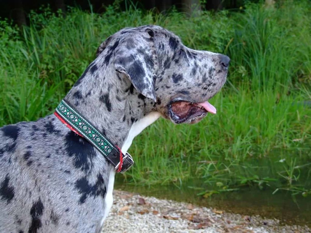 Great Dane Personality