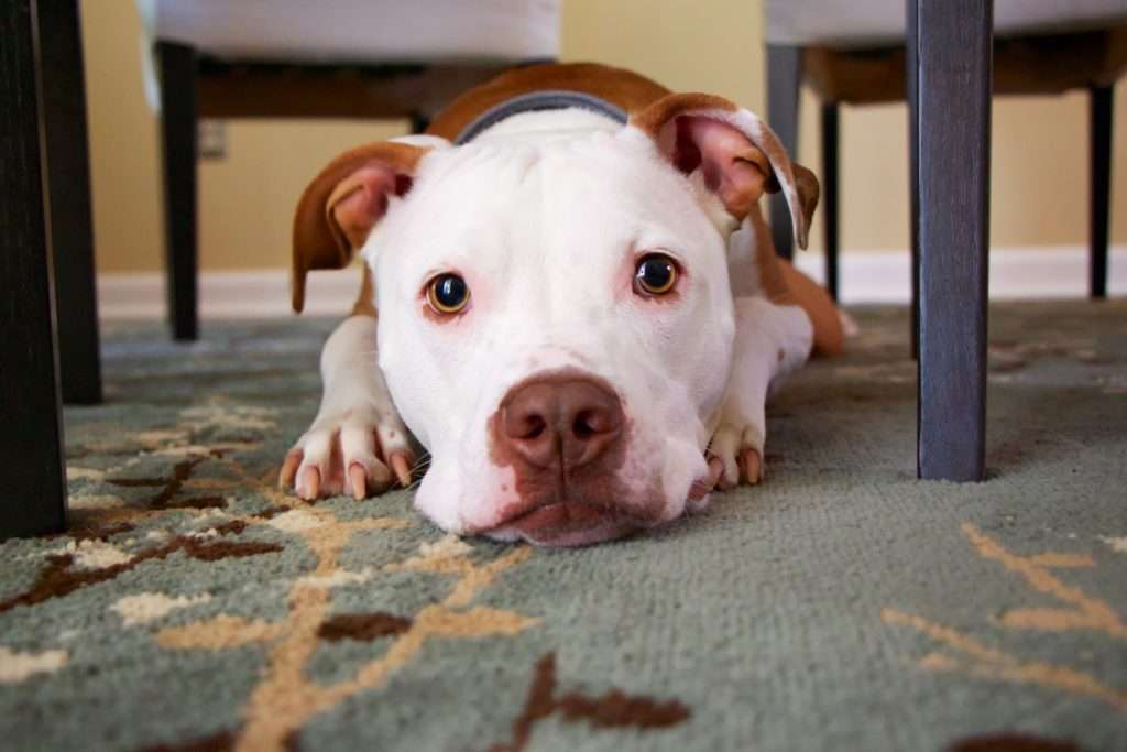 How to Teach a Puppy to Sit