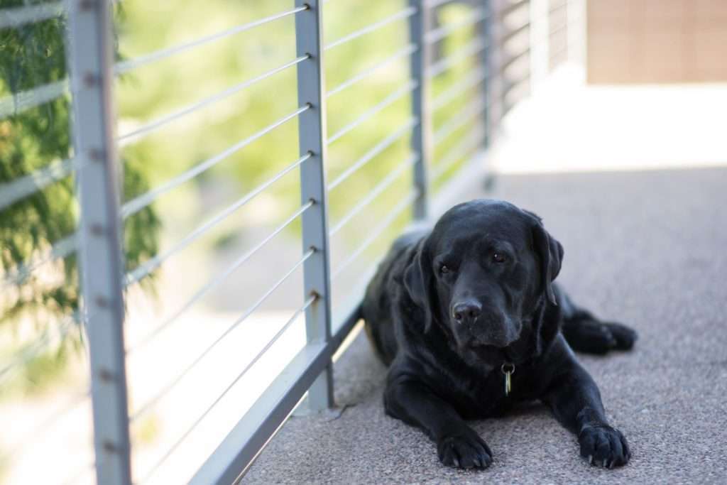 How to Teach a Puppy to Sit