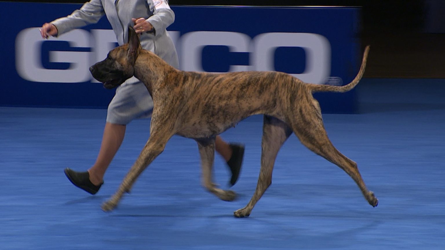 Going to a Great Dane Dog Show HELLO DANES