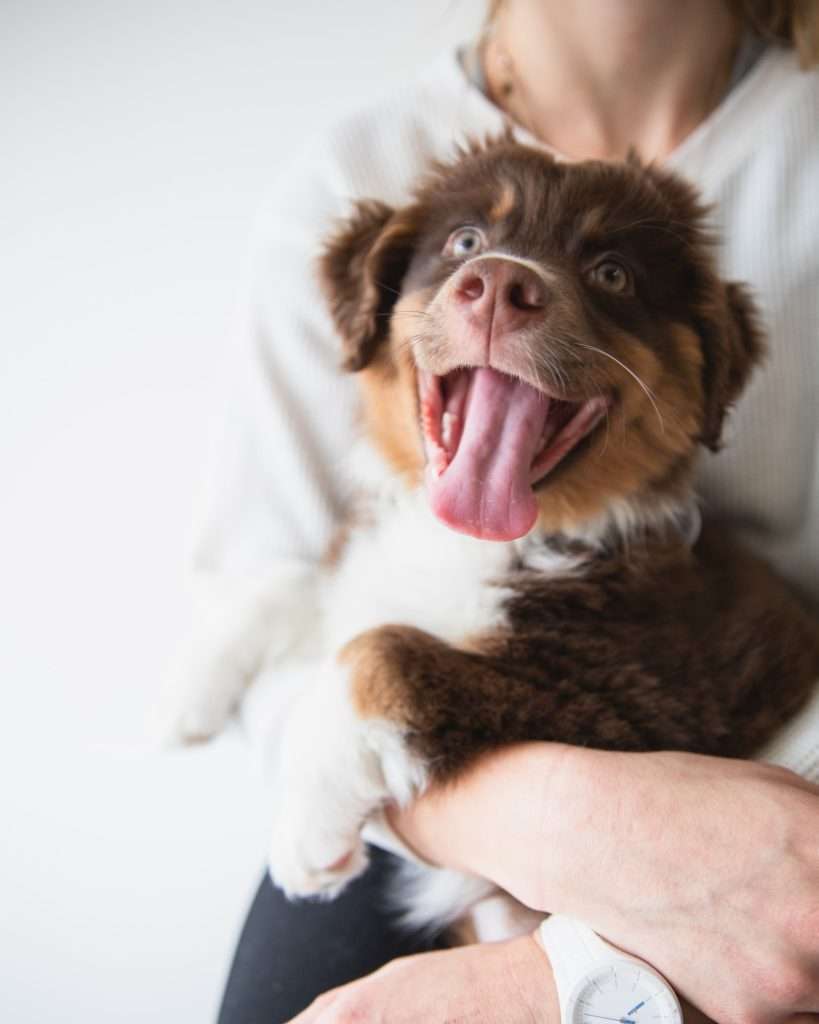 Enrichment For Dogs