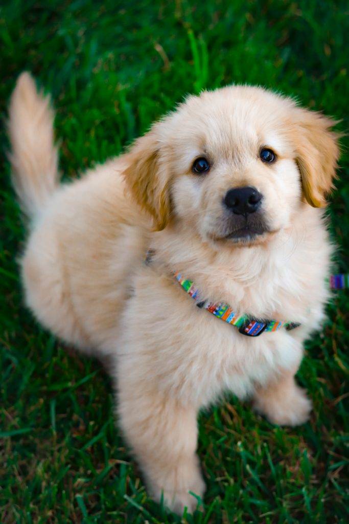 How to Raise a Confident Dog: 7 Tips for Building Your Puppy's Self-Esteem 13 How to Raise a Confident Dog