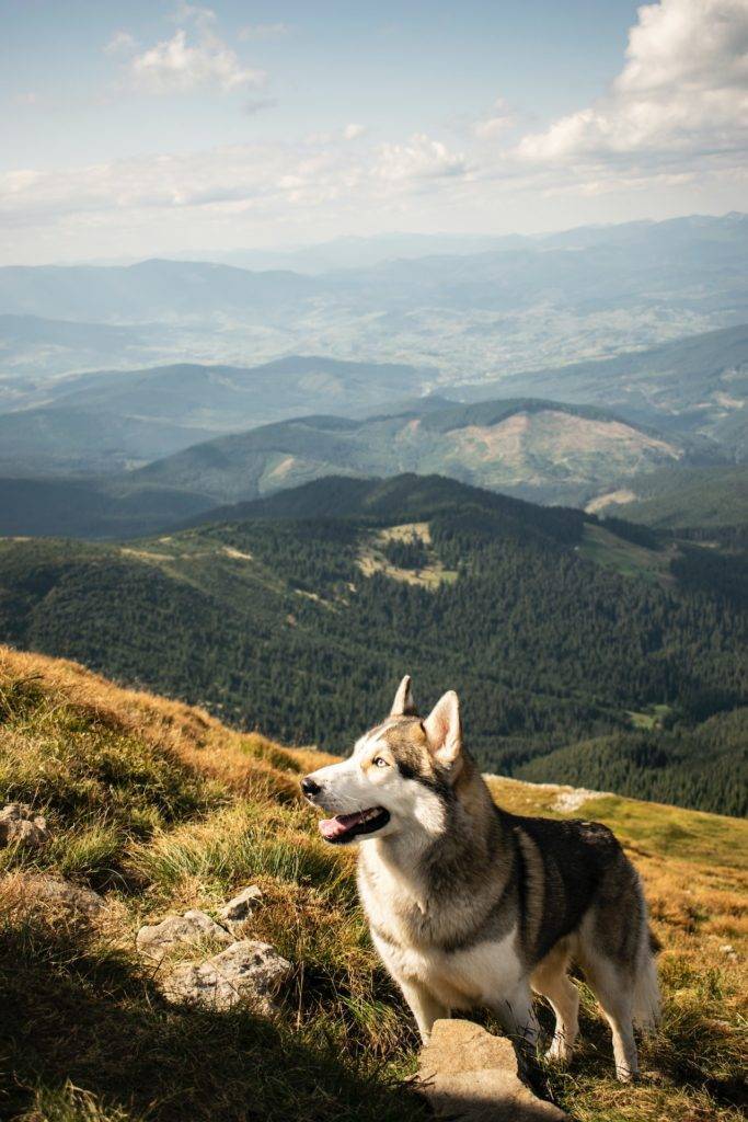 Dog Hiking Gear