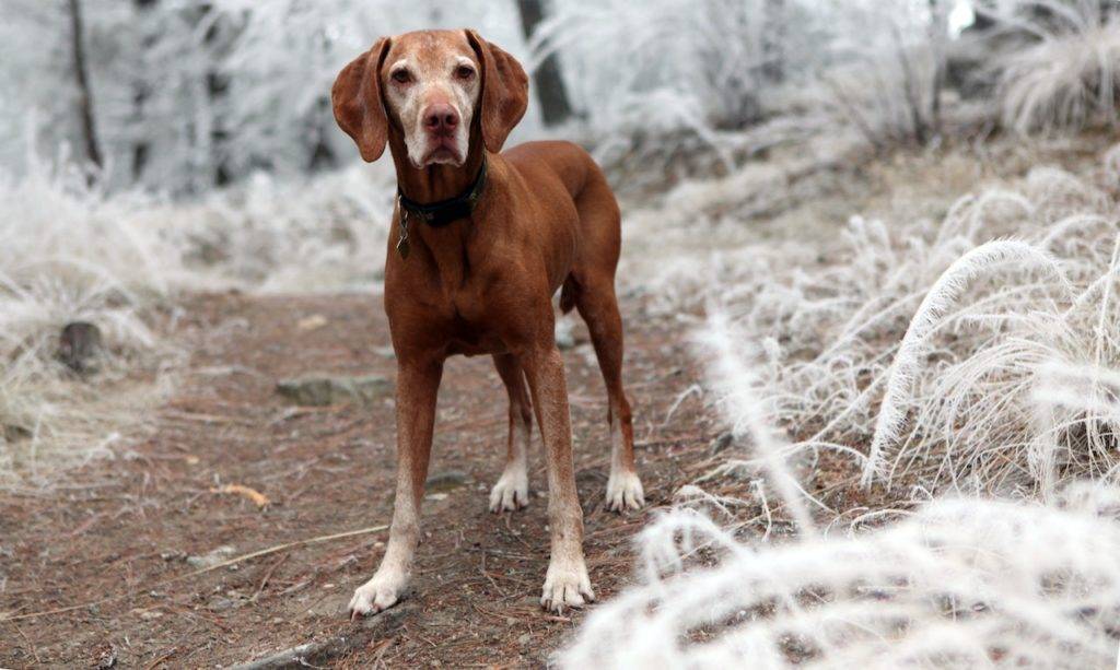 Dog Hiking Gear