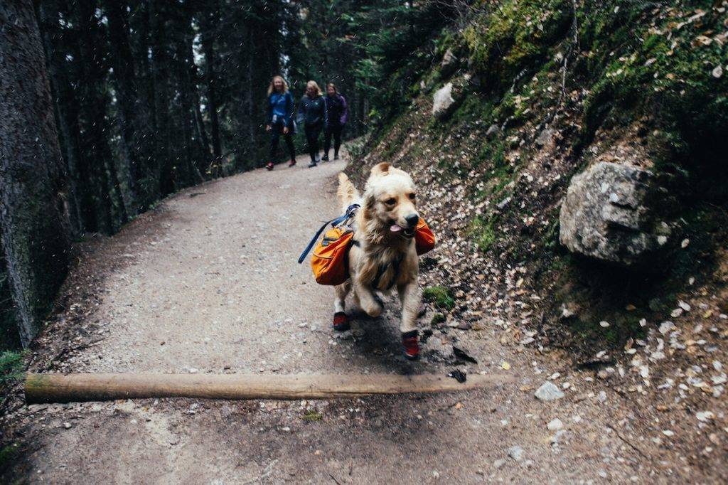 Dog Hiking Gear