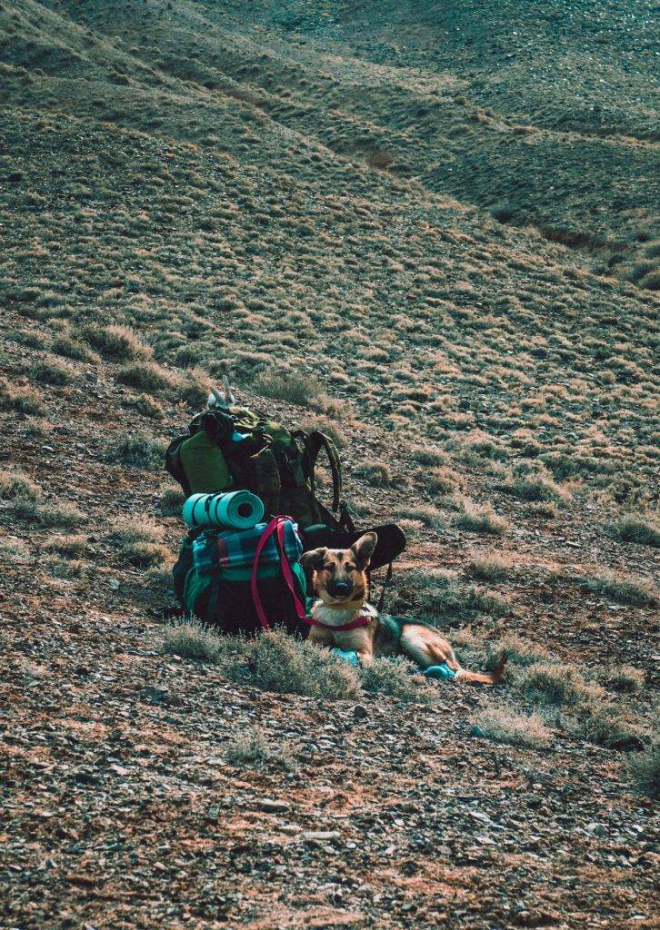 Dog Hiking Gear