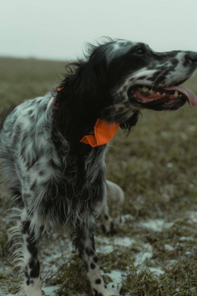 Dog Hiking Gear