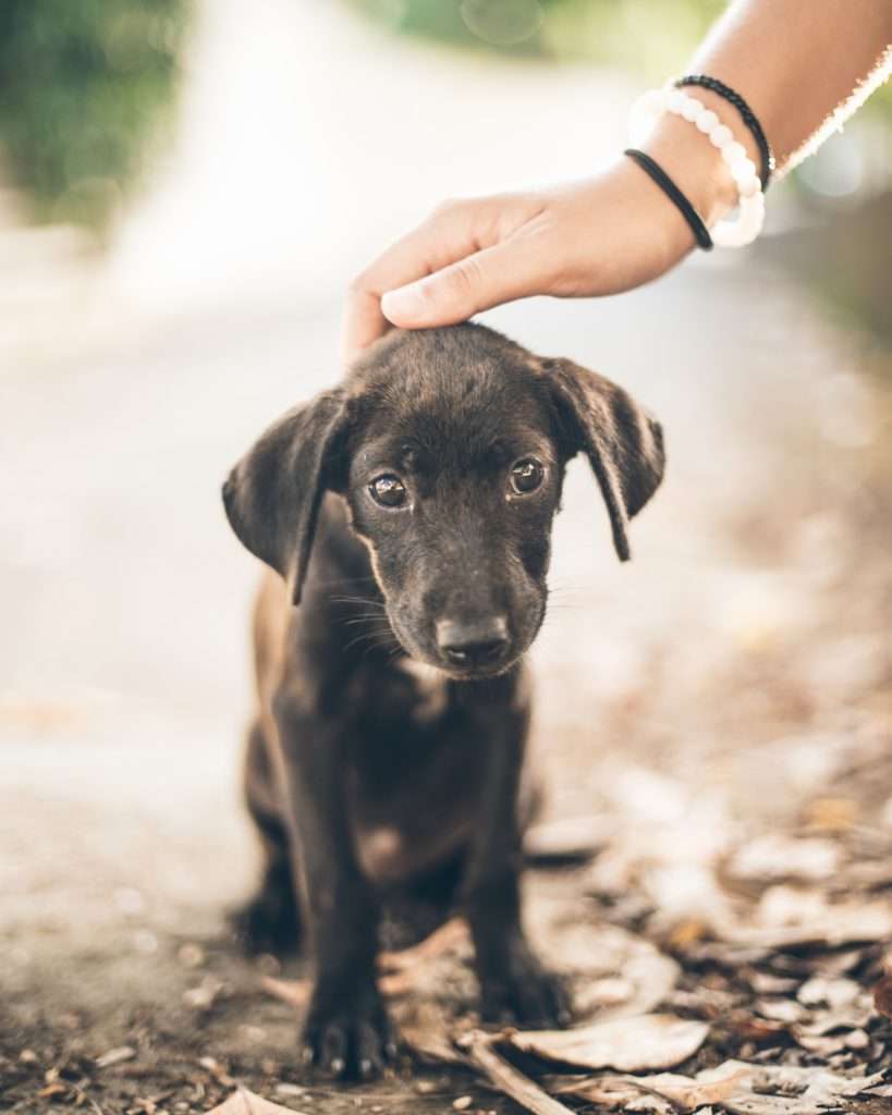 Introducing a Puppy to an Older Dog