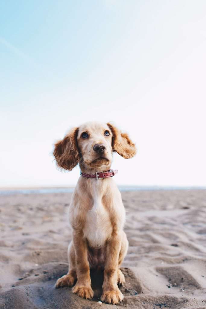 How to Teach a Puppy to Sit 9 How to Teach a Puppy to Sit
