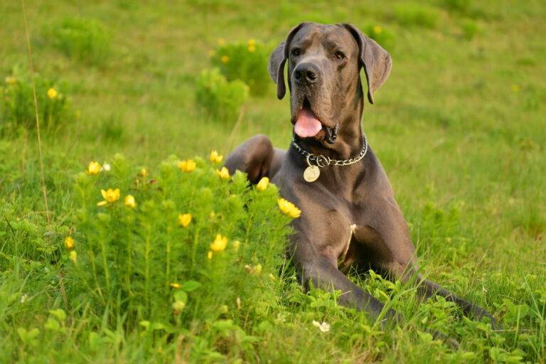 How to Prepare for Adopting a Great Dane 4 Adopting a Great Dane
