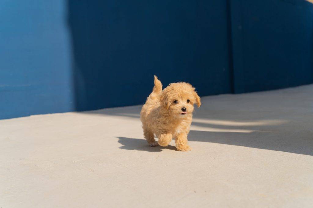 How to Raise a Confident Dog