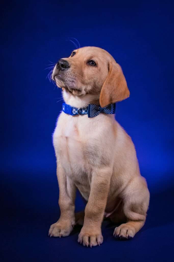 How to Teach a Puppy to Sit 4 How to Teach a Puppy to Sit
