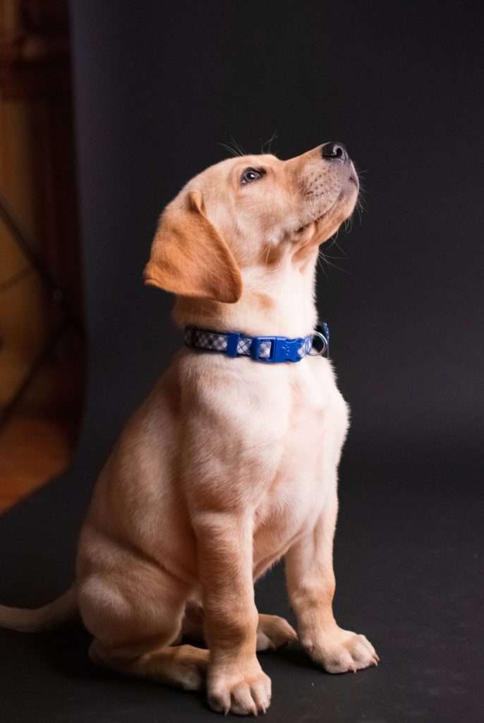 How to Teach a Puppy to Sit 5 How to Teach a Puppy to Sit