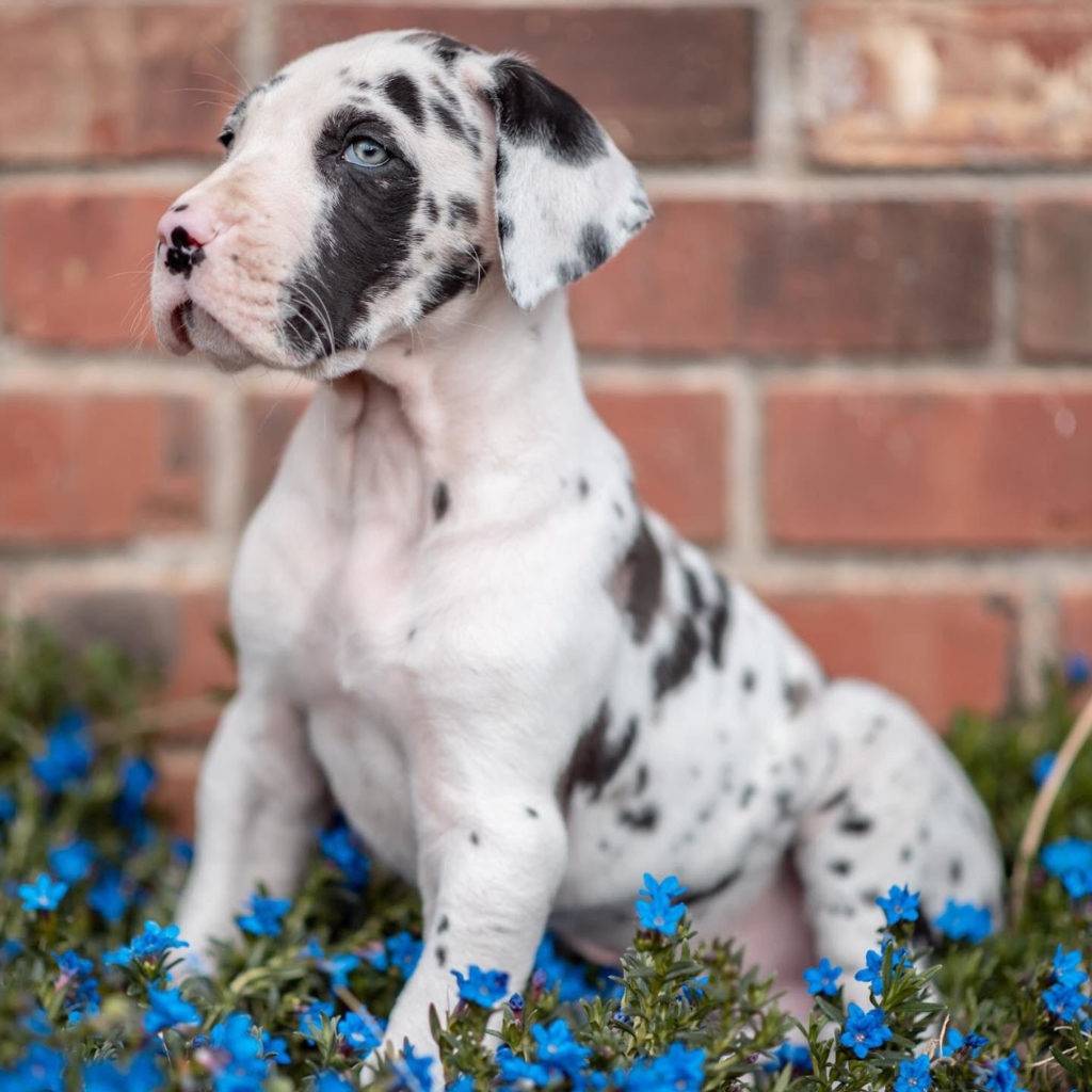 Potty Training Great Dane